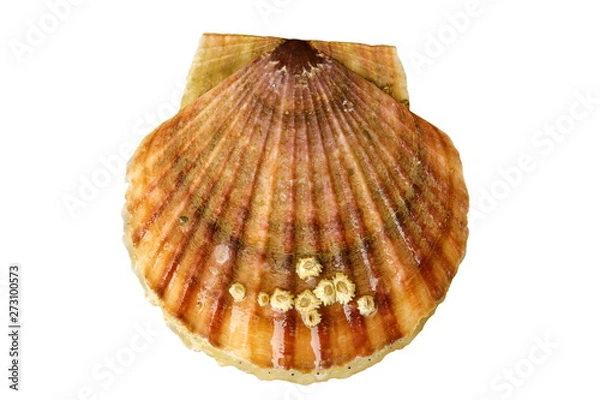 Fototapeta Alive sea scallop Patinopecten yessoensis with sea acorns on the shell isolated on white background