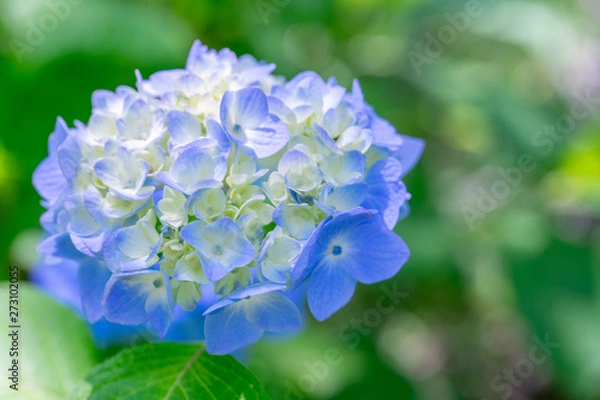 Fototapeta あじさい