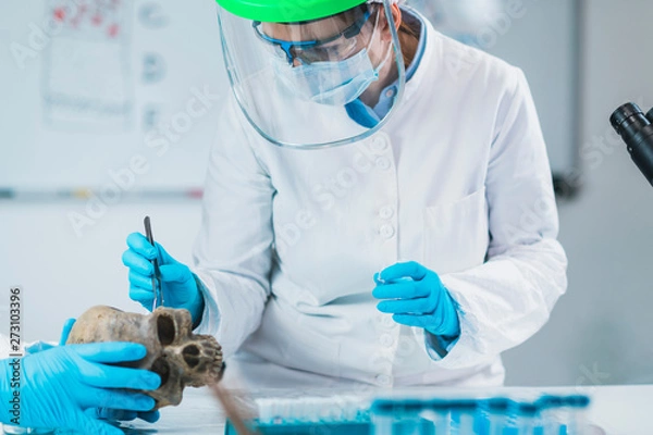 Fototapeta Bioarcheology. Archaeologist Analyzing Ancient Human Skull in Laboratory