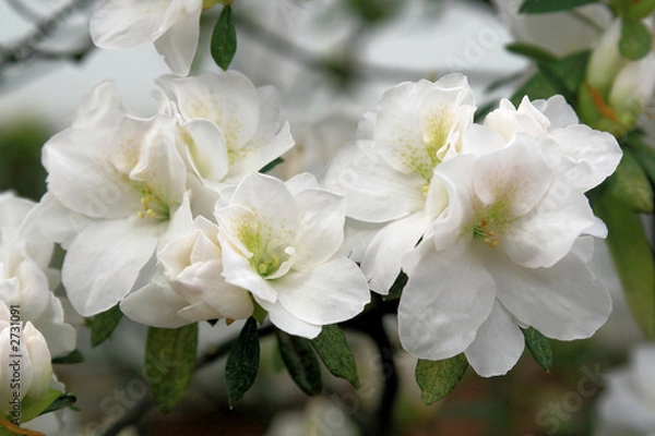 Obraz spring blooming in the garden