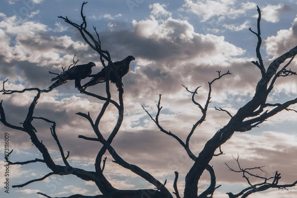Obraz Two Australian Eagles sitting on a tree