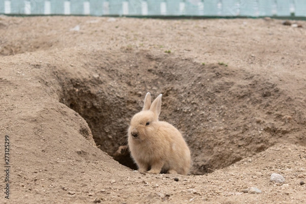 Fototapeta 大久野島のうさぎ