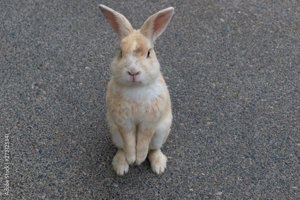 Obraz 大久野島のうさぎ