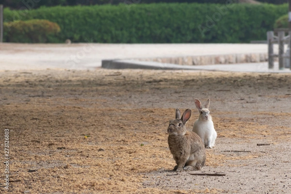 Obraz 大久野島のうさぎ