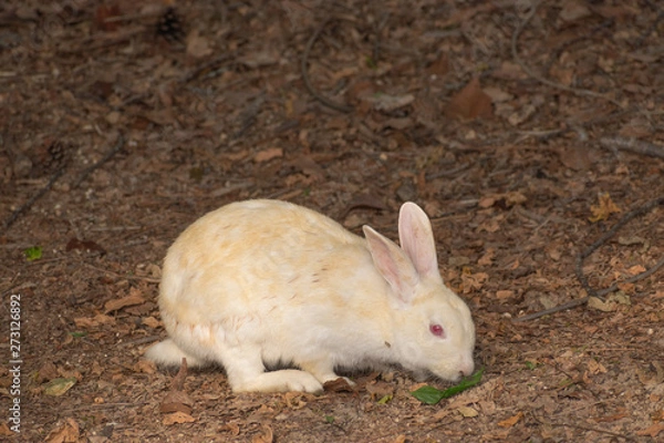 Fototapeta 大久野島のうさぎ