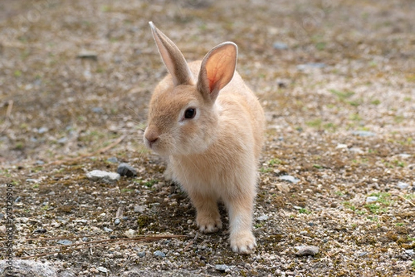 Obraz 大久野島のうさぎ