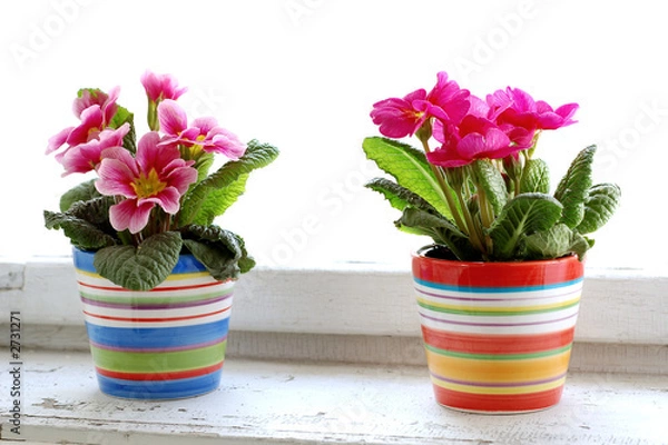 Obraz colorful flower