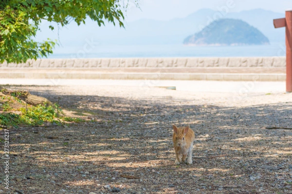 Obraz 大久野島のうさぎ