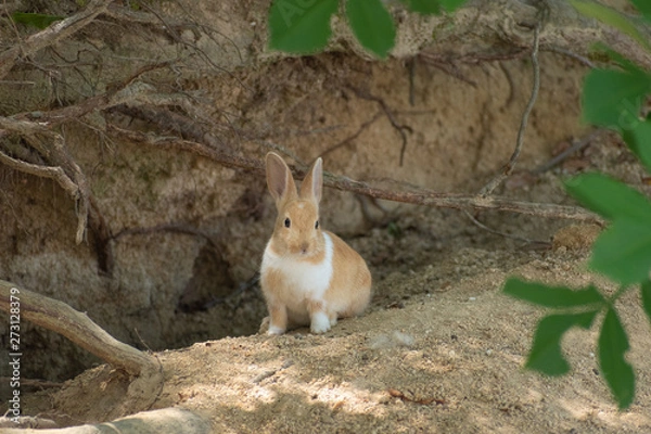 Obraz 大久野島のうさぎ