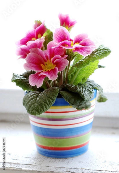 Obraz colorful flower