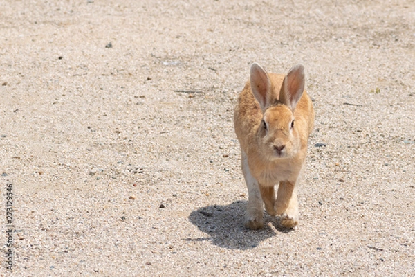 Obraz 大久野島のうさぎ