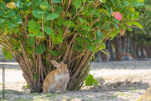 Obraz 大久野島のうさぎ