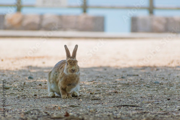 Obraz 大久野島のうさぎ