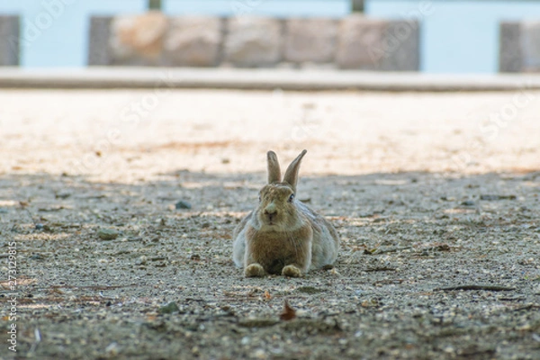 Obraz 大久野島のうさぎ