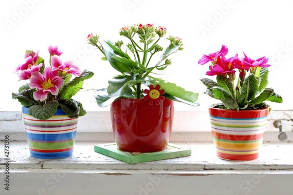 Obraz colorful flower