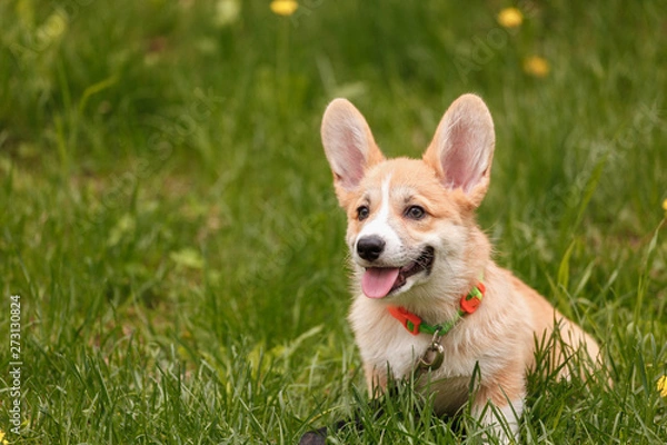 Obraz Corgi sitting on the grass close-up