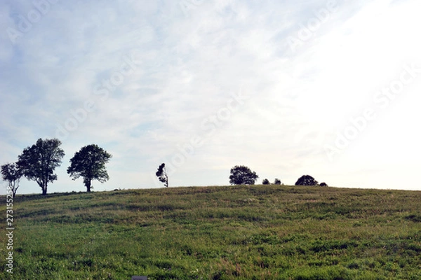 Obraz kontury drzew na wzniesieniu
