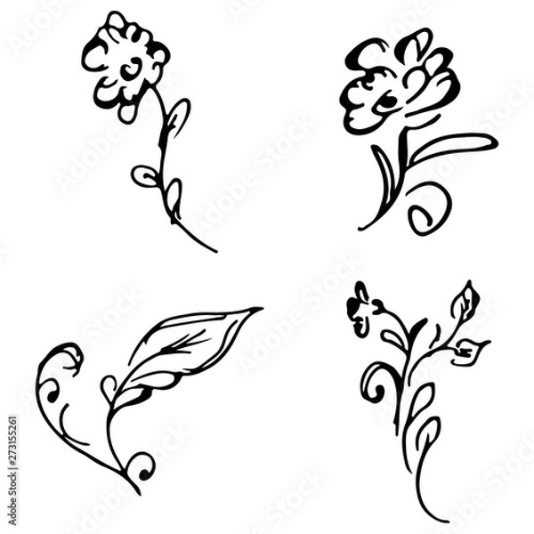 Fototapeta Flowers and branches hand drawn doodle collection isolated on white background. 4 floral graphic elements. Big  set. Outline collection