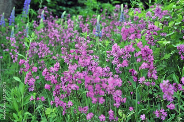 Obraz Niezapominajki