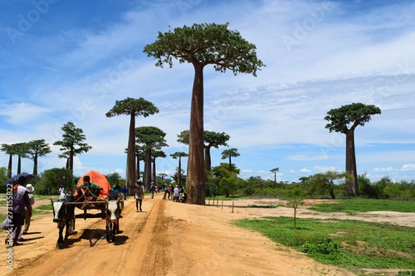 Obraz バオバブ街道