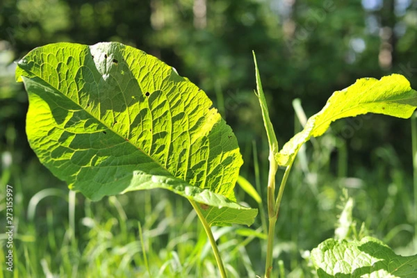 Obraz Zielone liście