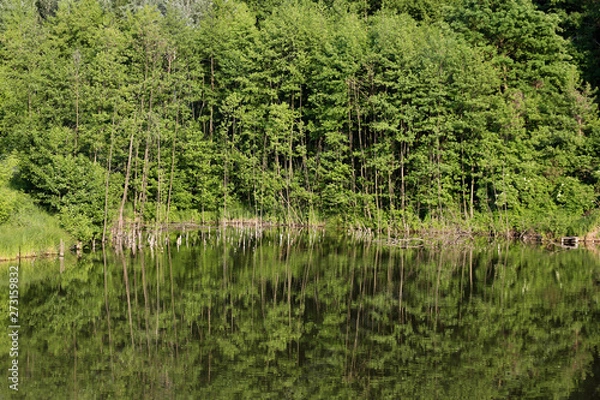 Obraz forest and lake