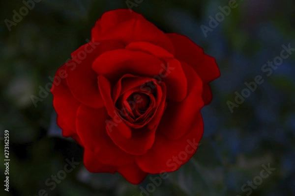 Obraz red rose