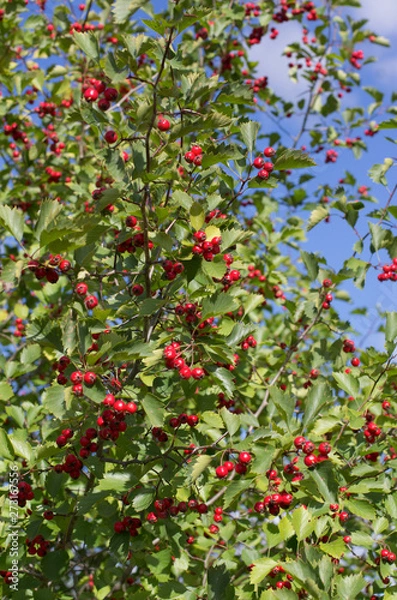 Fototapeta Shrub with many red hawthorn berries and green leaves in the background of the blue sky