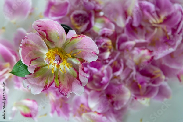 Fototapeta Broken Pink Peony Flower From Above Surrounded by Loose Petals on White Table - Romantic Spread of Flower Petals From Blooming Pink Peony
