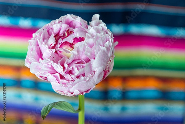Fototapeta One Large Pink Peony Blossom Cut Flower Stem with Blurry Bokeh Background of Colorful Striped South American Fabric
