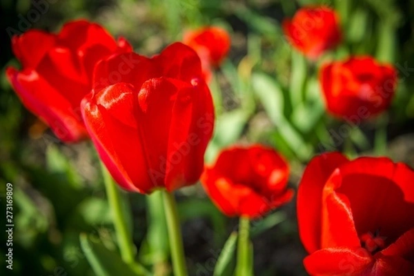Obraz Blooming tulip, red flower