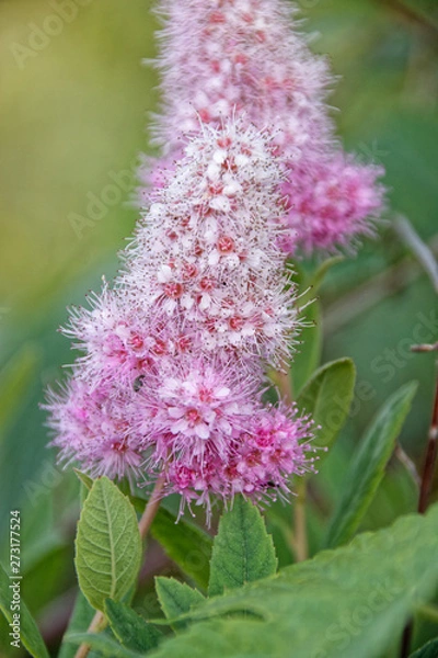 Fototapeta Pink Flower