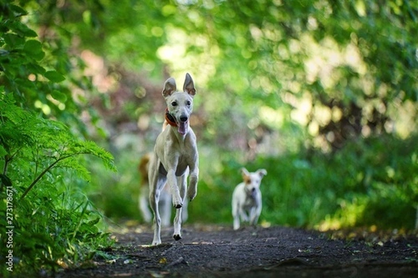 Fototapeta The Whippet