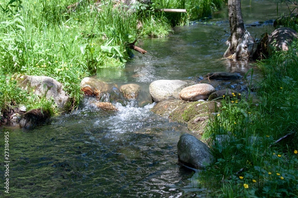 Obraz Mountain stream making its way through the forest thicket.
