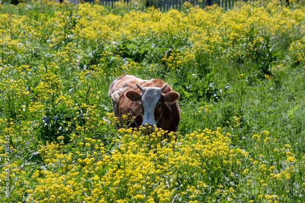 Obraz A cow in a meadow of flowers.