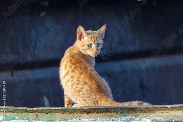 Fototapeta Portrait of a little red kitten who is seeing to the camera