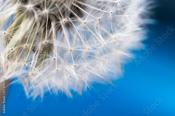 Fototapeta Dandelion flower ball macro photo, stylized close-up photo, dandelion parachutes on blue background