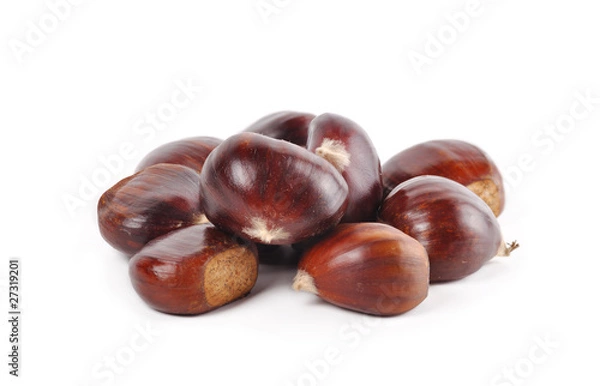 Obraz chestnut  on a white background