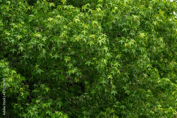Fototapeta Repeating pattern from green fresh leaves of a plane tree