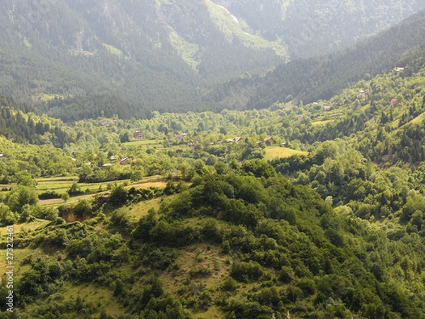 Fototapeta forest, path, nature, trees