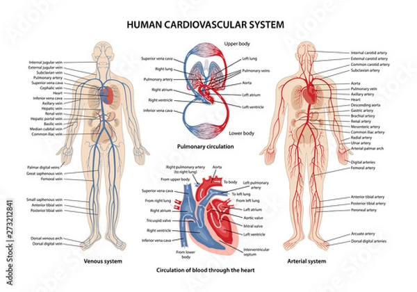Fototapeta Human cardiovascular system 