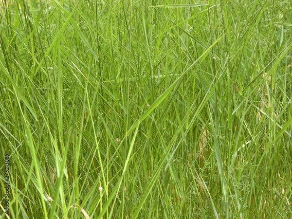 Fototapeta background from green plants