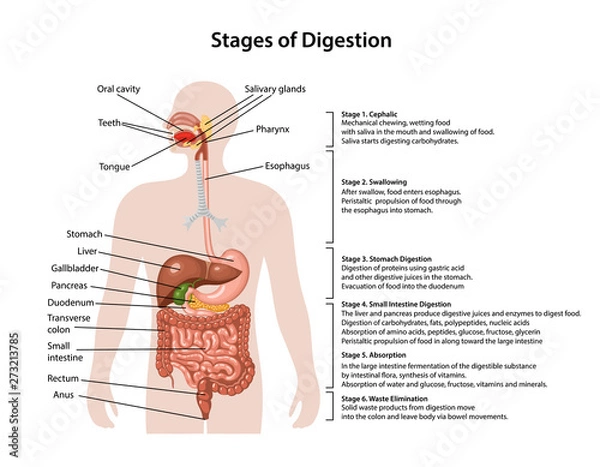 Obraz Anatomy of the human digestive system with description of the corresponding stages of digestion. Anatomical vector illustration in flat style isolated over white background.