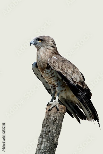 Obraz circaète jean le blanc