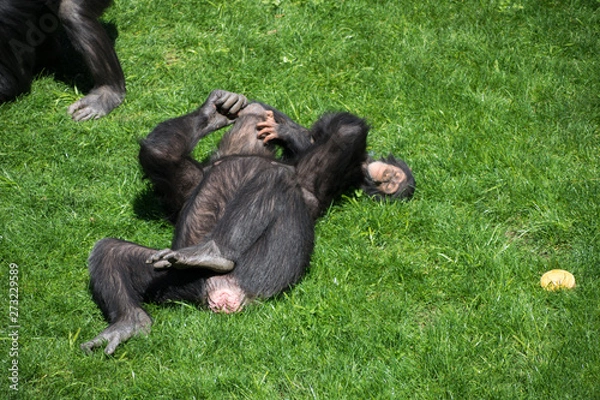 Fototapeta Mother and chimpanzee son playing in the grass