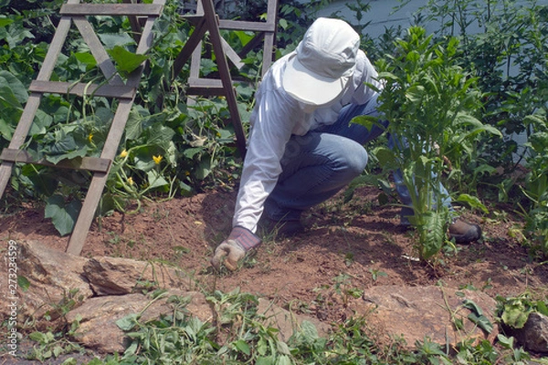 Fototapeta Young Woman Tends Her Vegetable Garden Wearing Sun Protective Clothing