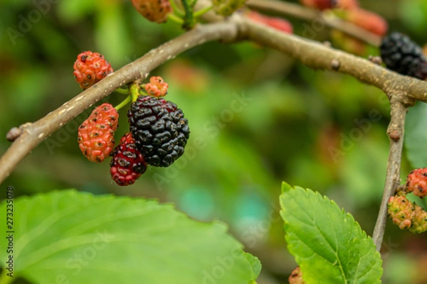 Fototapeta Close view of a blackberry plant with some ripe fruits and others still unripe.
