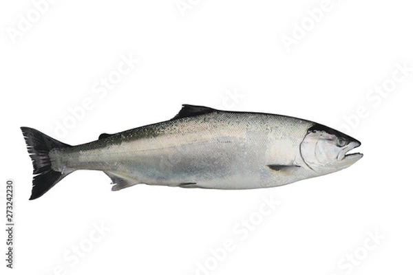 Fototapeta Masu salmon (Oncorhynchus masou) isolated on white background.