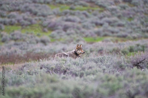 Obraz Lupo americano