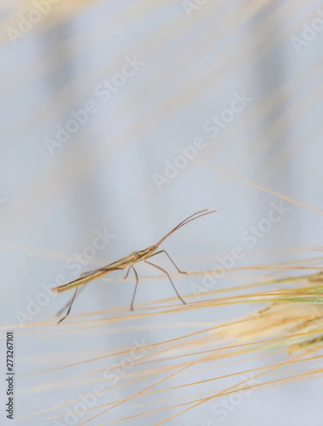 Obraz Stick bug on the wheat spica